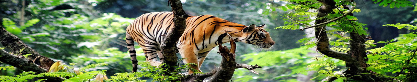 Jeep Safari in Jim Corbett National Park