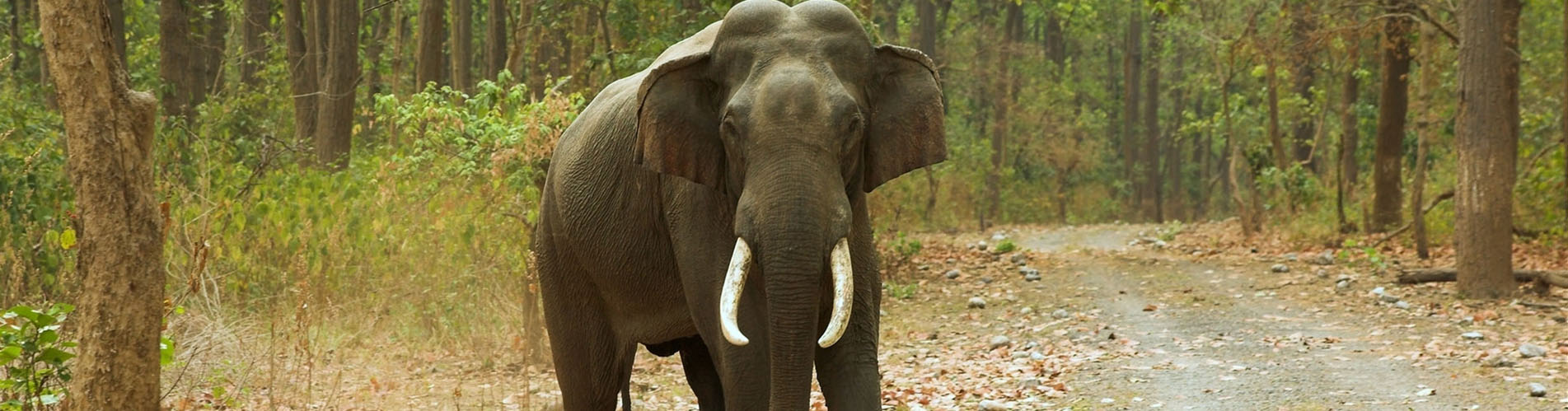Nagarahole